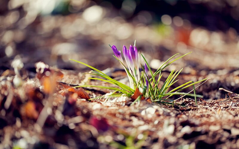 Purple crocus in spring