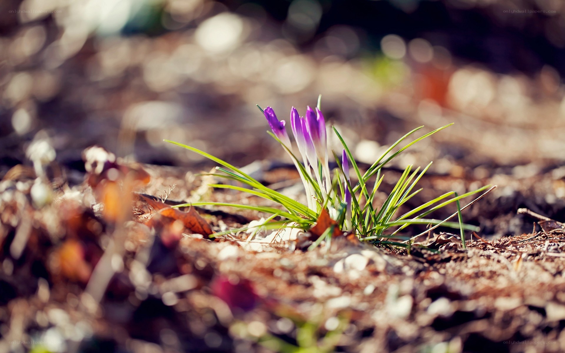 Purple crocus in spring