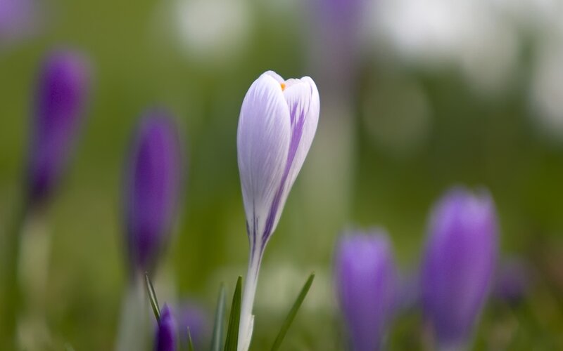 Purple crocus in spring