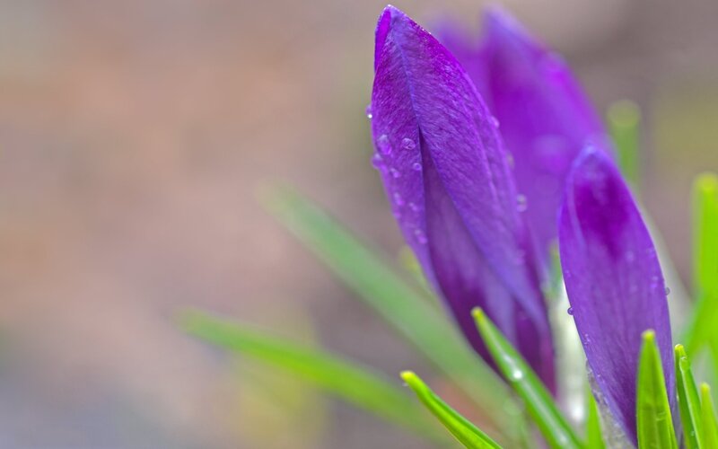 Purple crocus with dewdrops