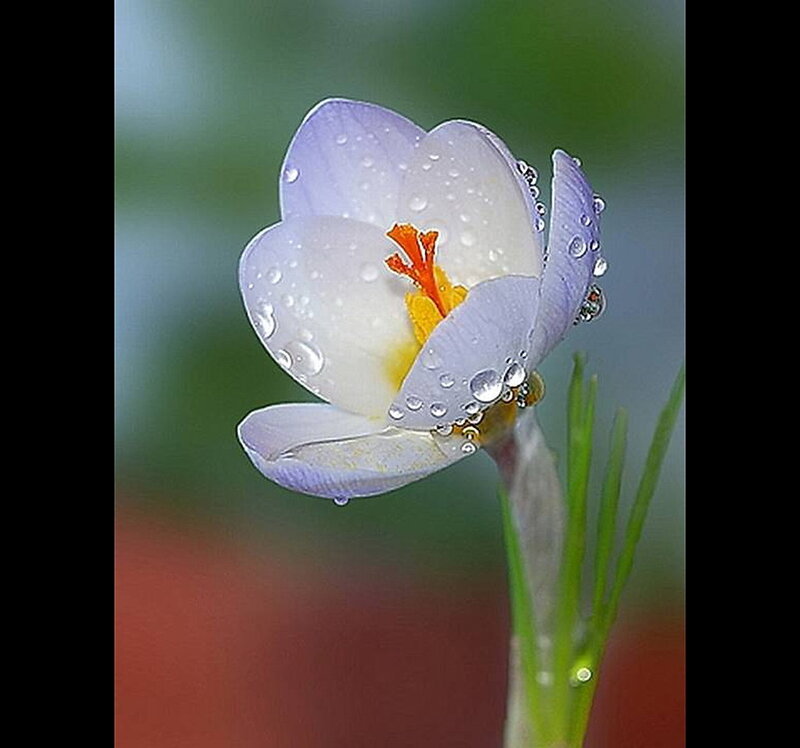 Purple crocus with water droplets