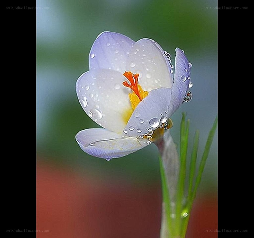 Purple crocus with water droplets