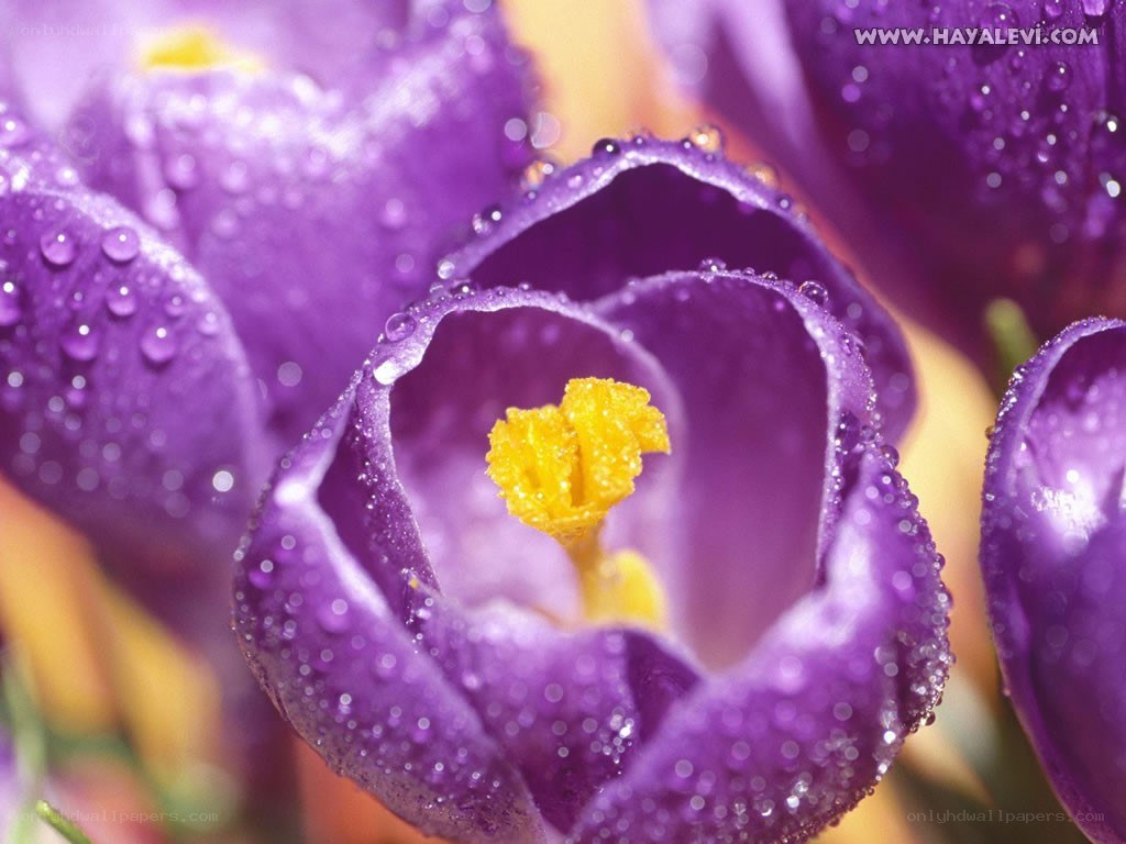 Purple crocus with water droplets