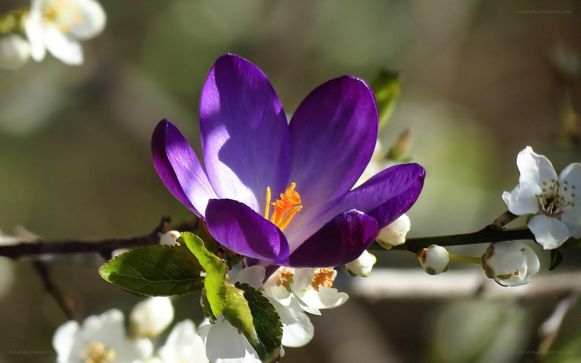 Purple crocus with white blossoms