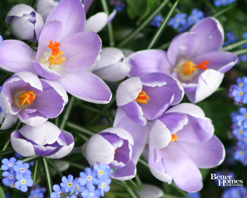 Purple Crocuses and Blue Flowers — Calm