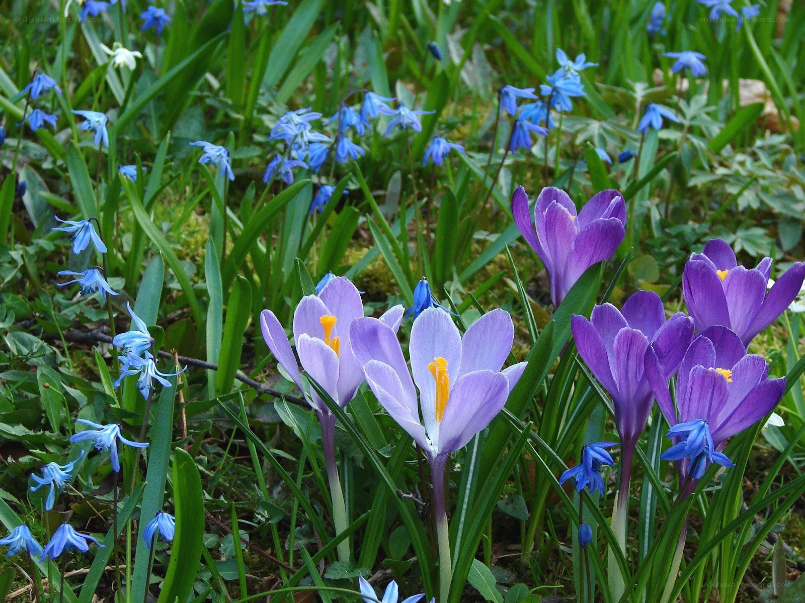 Purple crocuses and blue flowers