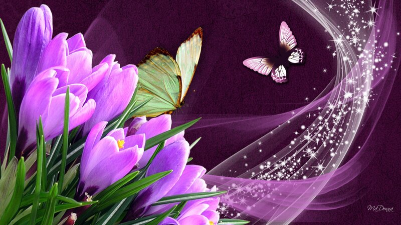 Purple Crocuses and Butterflies
