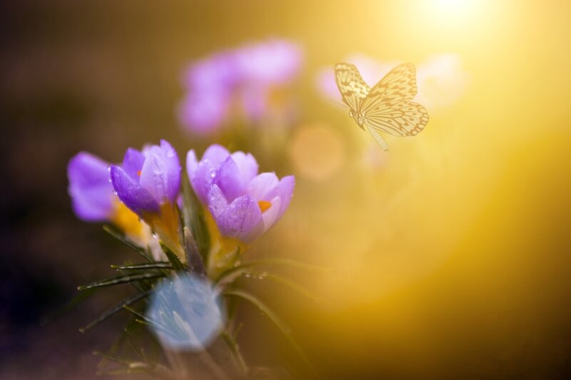 Purple Crocuses and Butterfly