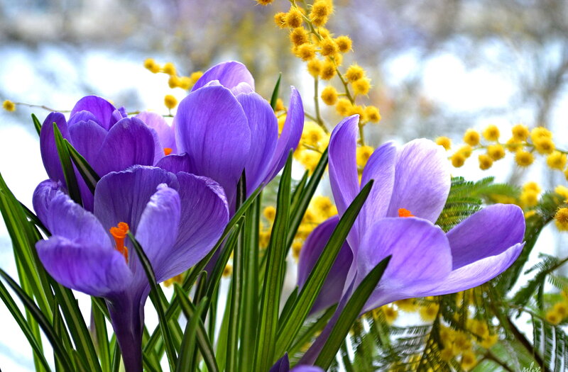Purple Crocuses and Mimosa