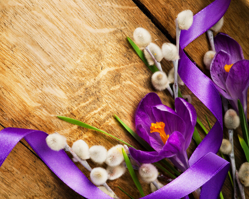 Purple Crocuses and Willow — Calm, Spring