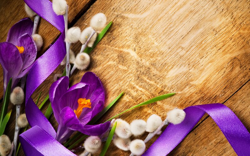 Purple Crocuses and Willow — Calm