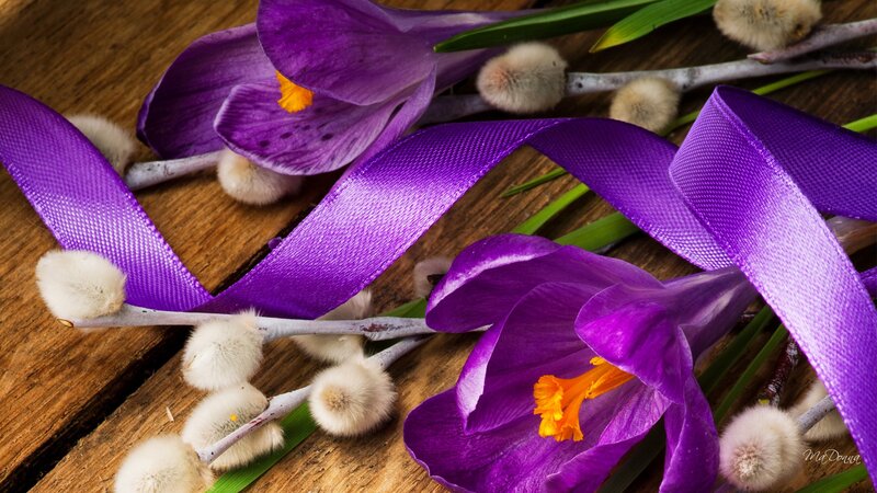 Purple Crocuses and Willow