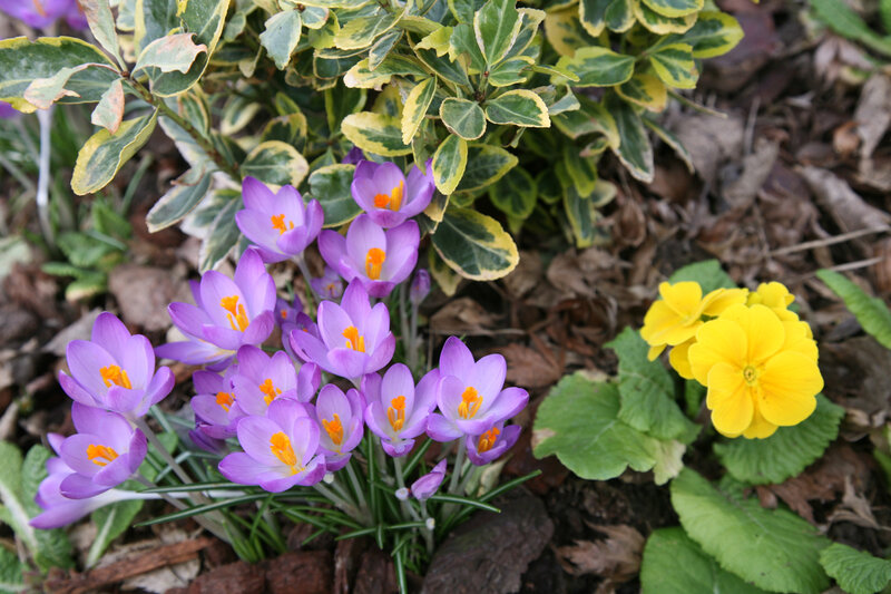 Purple Crocuses and Yellow Primrose