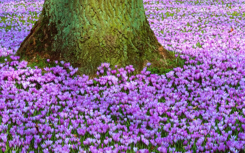 Purple Crocuses Around Tree — Serene, Spring, Photograph