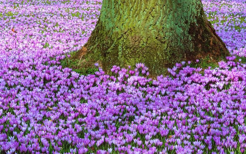 Purple Crocuses Around Tree — Serene, Spring, Photograph, Tree Trunk