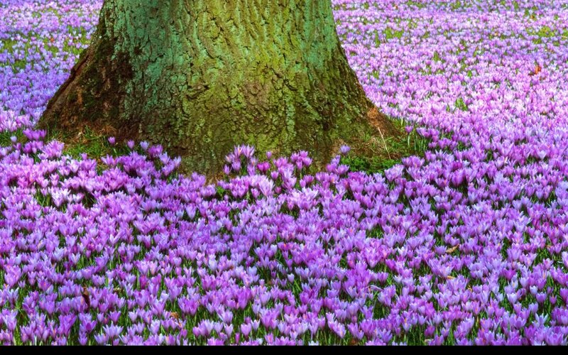 Purple Crocuses Around Tree