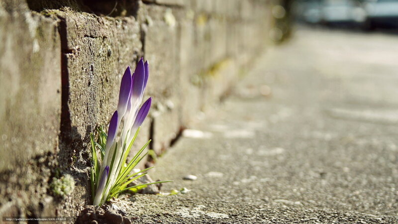 Purple crocuses by a wall