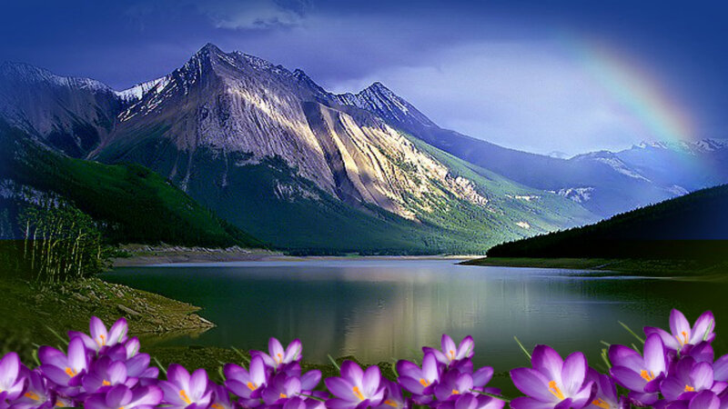 Purple Crocuses by Lake — Serene