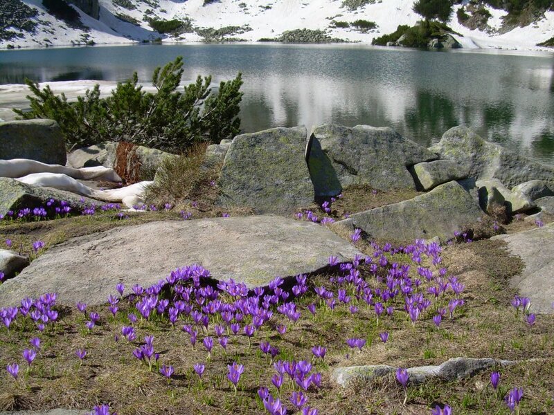 Purple Crocuses by Lake