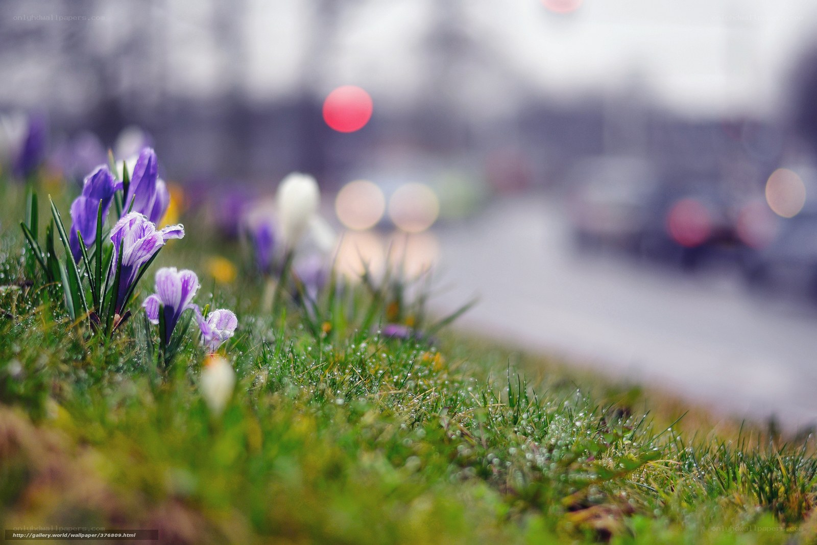 Purple crocuses by the roadside