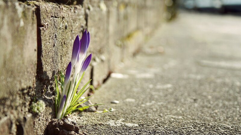 Purple crocuses growing in a crack