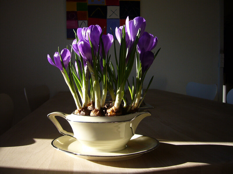 Purple Crocuses in a Bowl