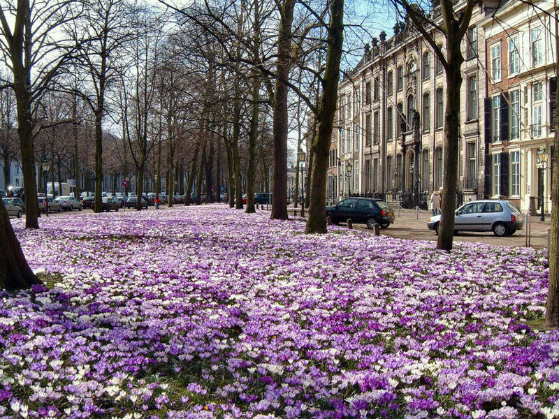 purple crocuses in a city park