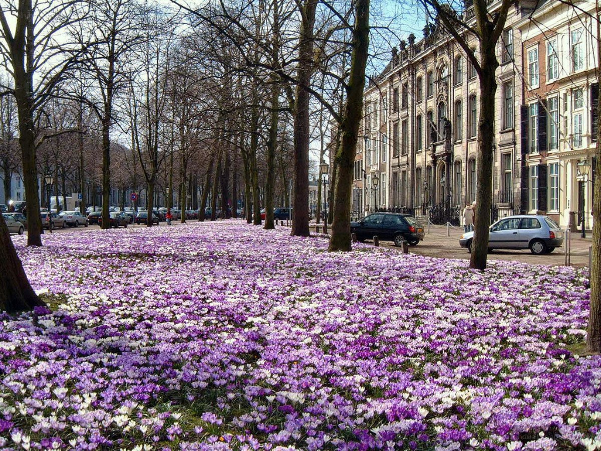purple crocuses in a city park