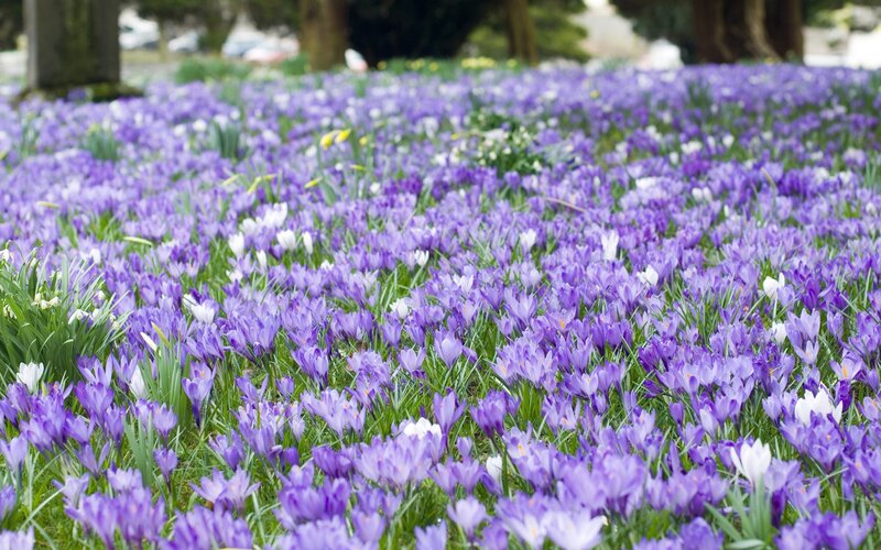 purple crocuses in a field