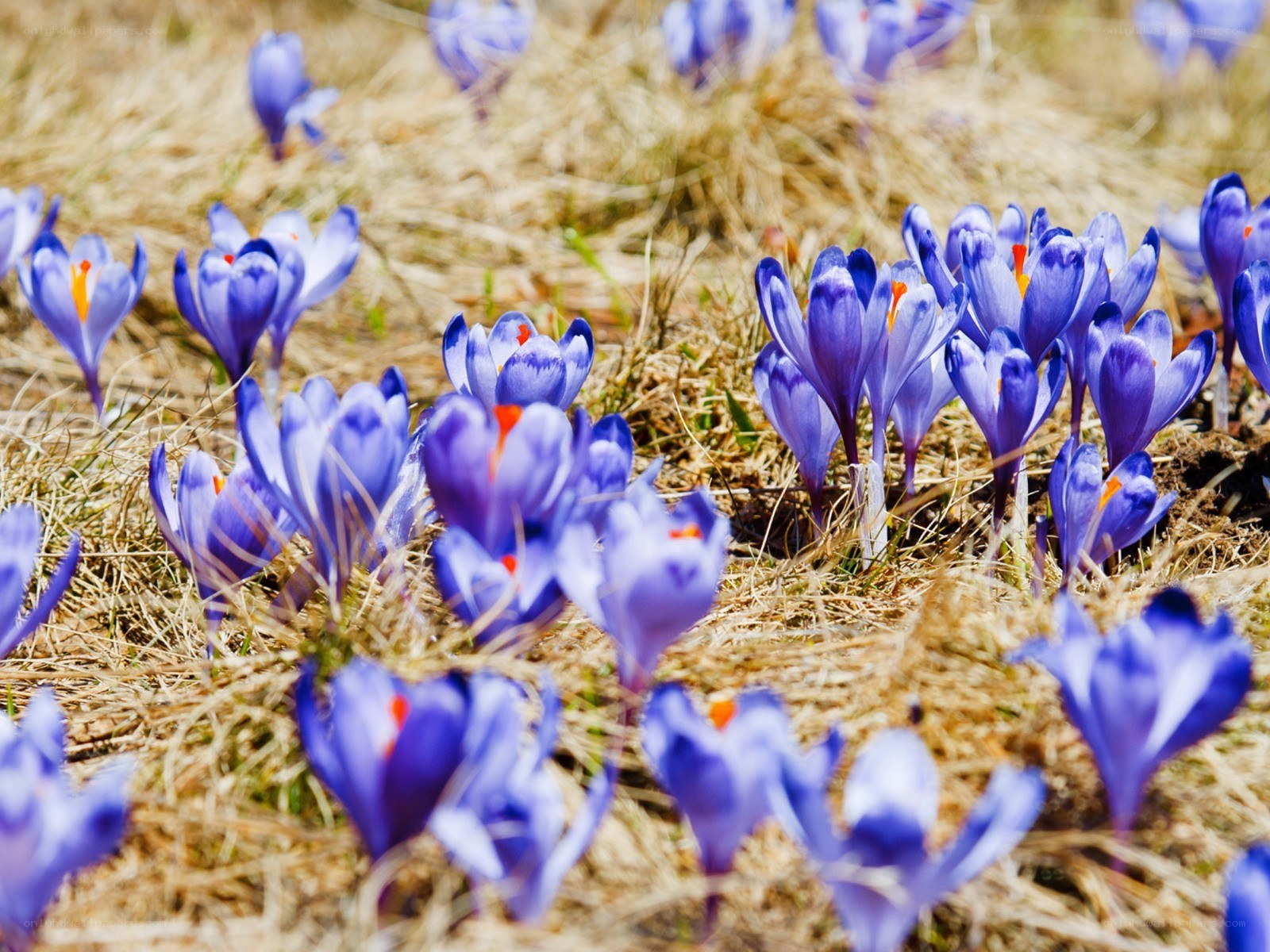 Purple crocuses in a field