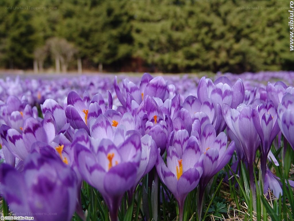 Purple crocuses in a field