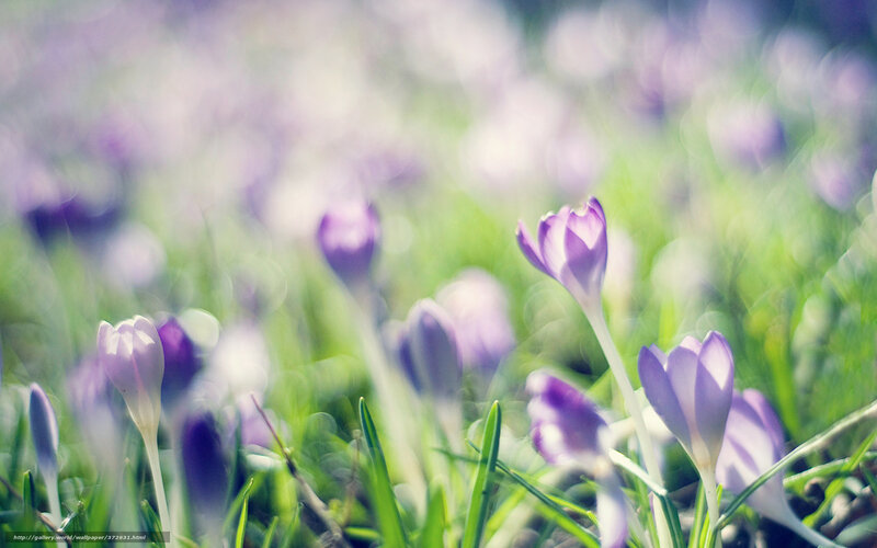 Purple crocuses in a field
