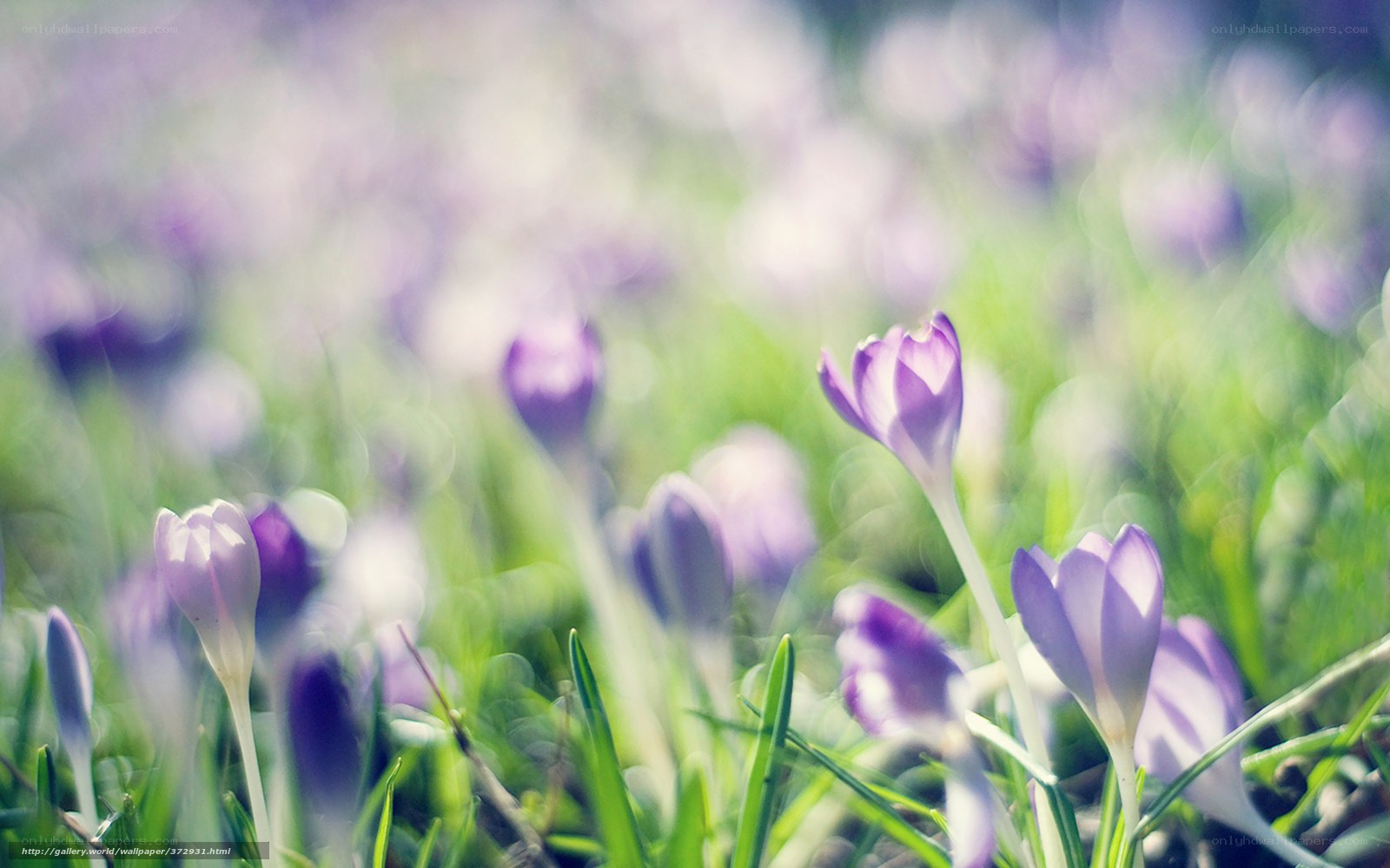 Purple crocuses in a field