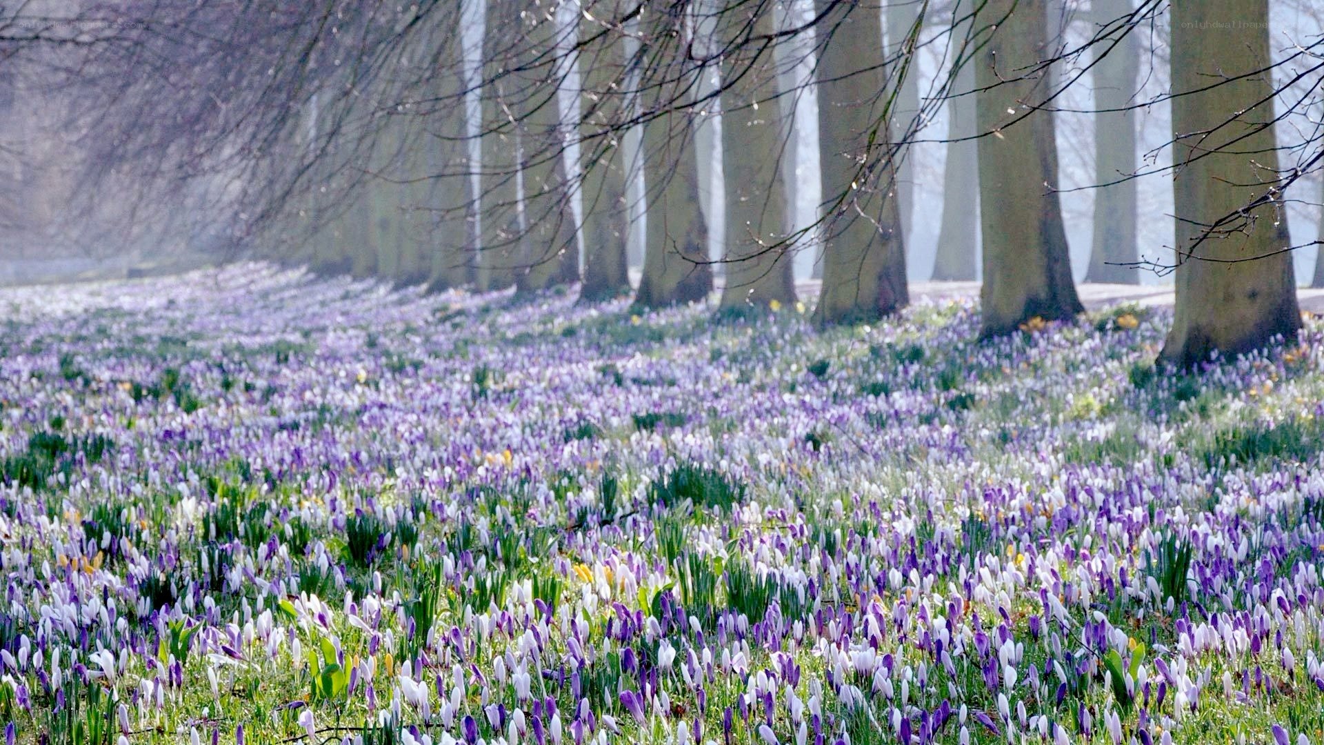 purple crocuses in a forest