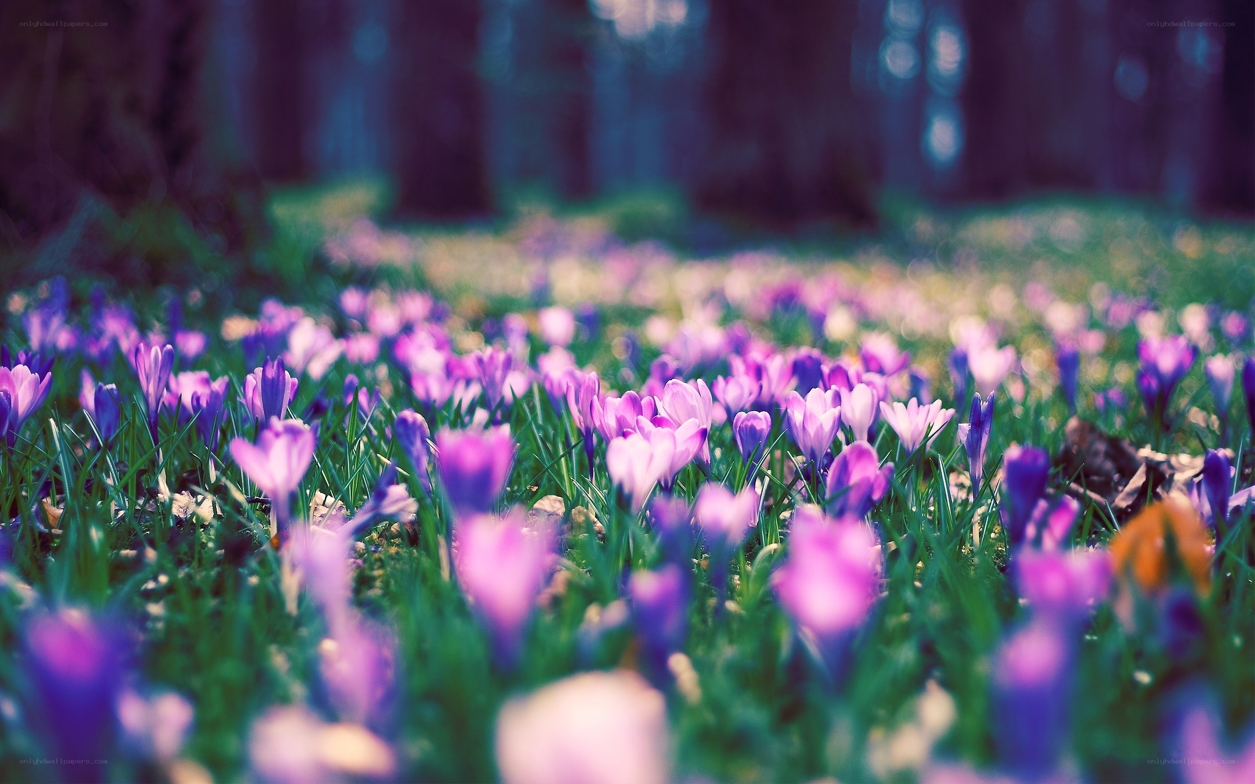 Purple crocuses in a forest