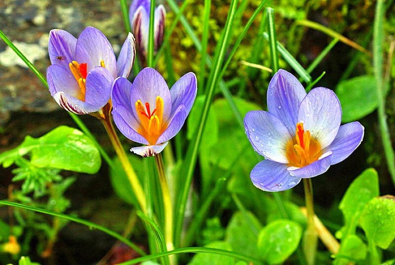 Purple crocuses in a garden
