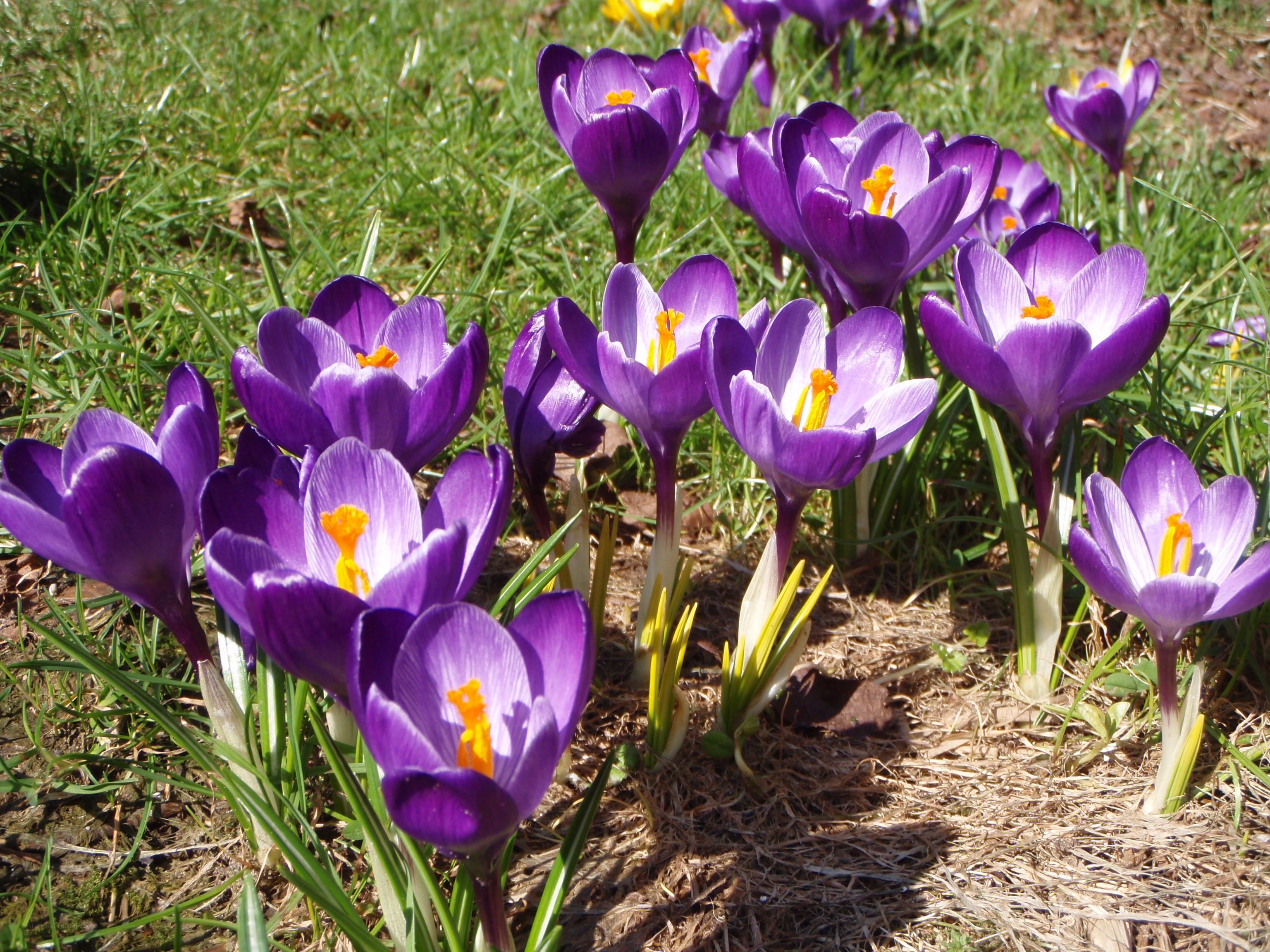 purple crocuses in a garden