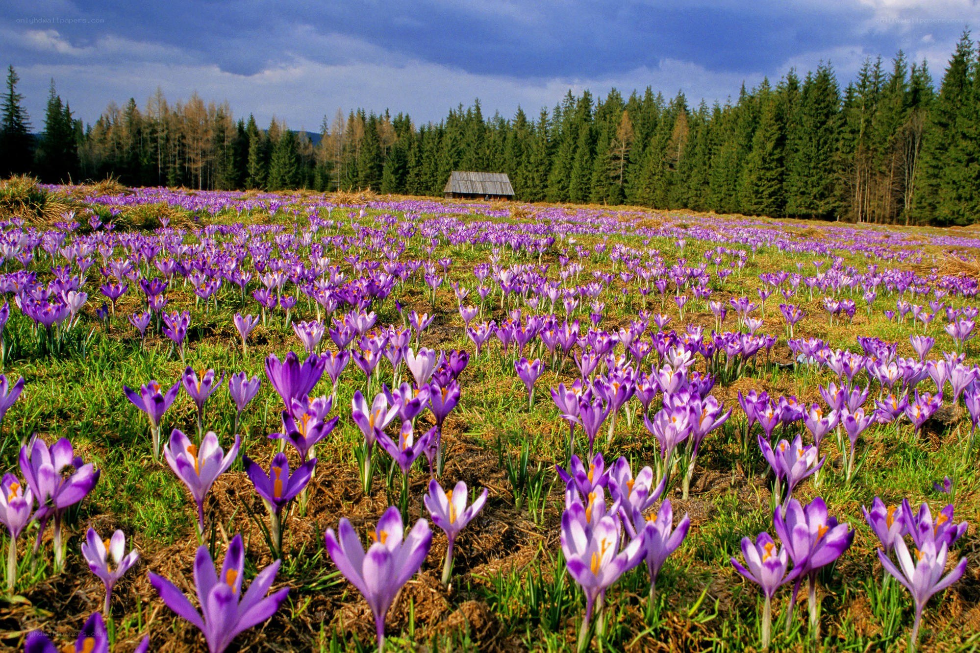Purple crocuses in a meadow
