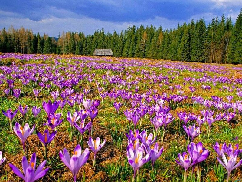 Purple crocuses in a meadow