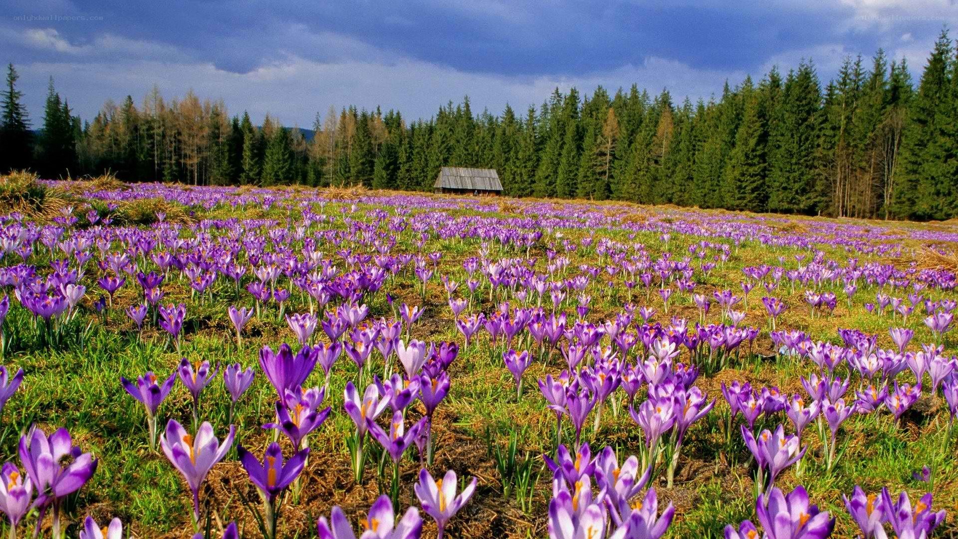 Purple crocuses in a meadow