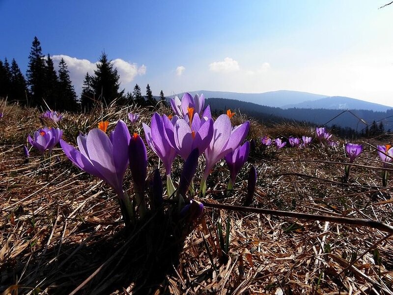 Purple crocuses in a mountain meadow