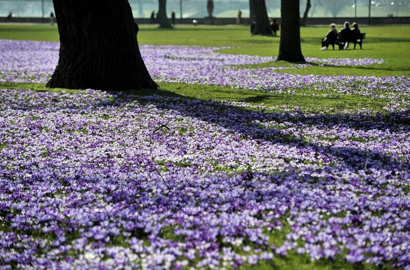 Purple crocuses in a park