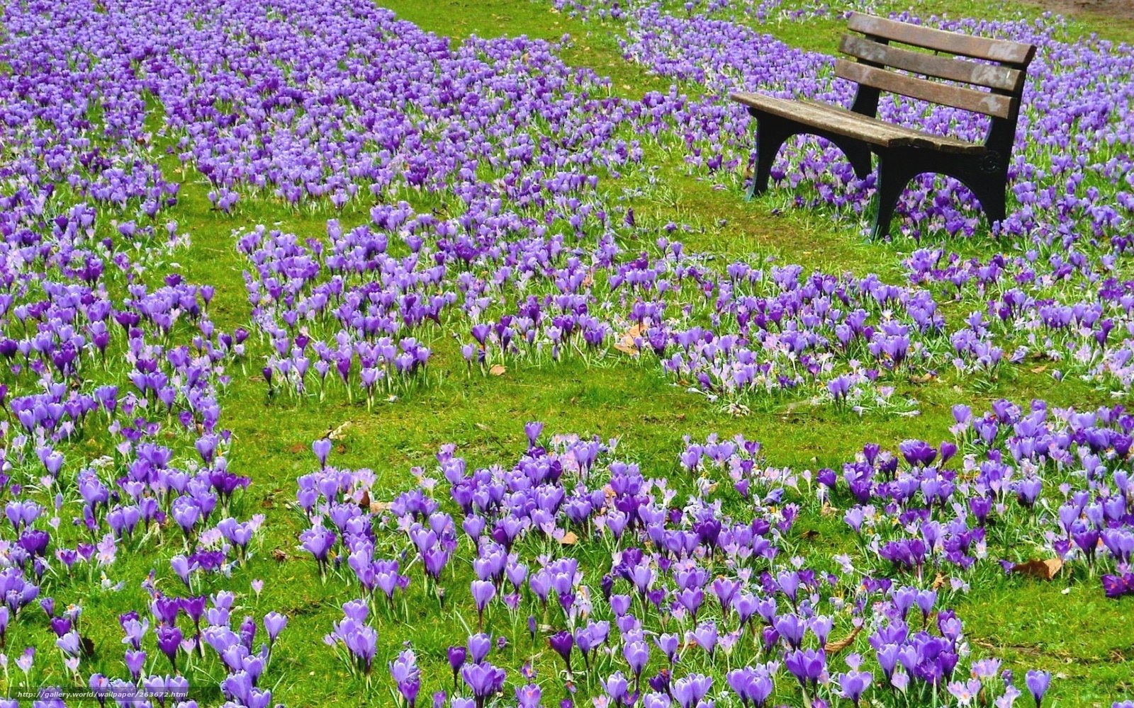 Purple crocuses in a park