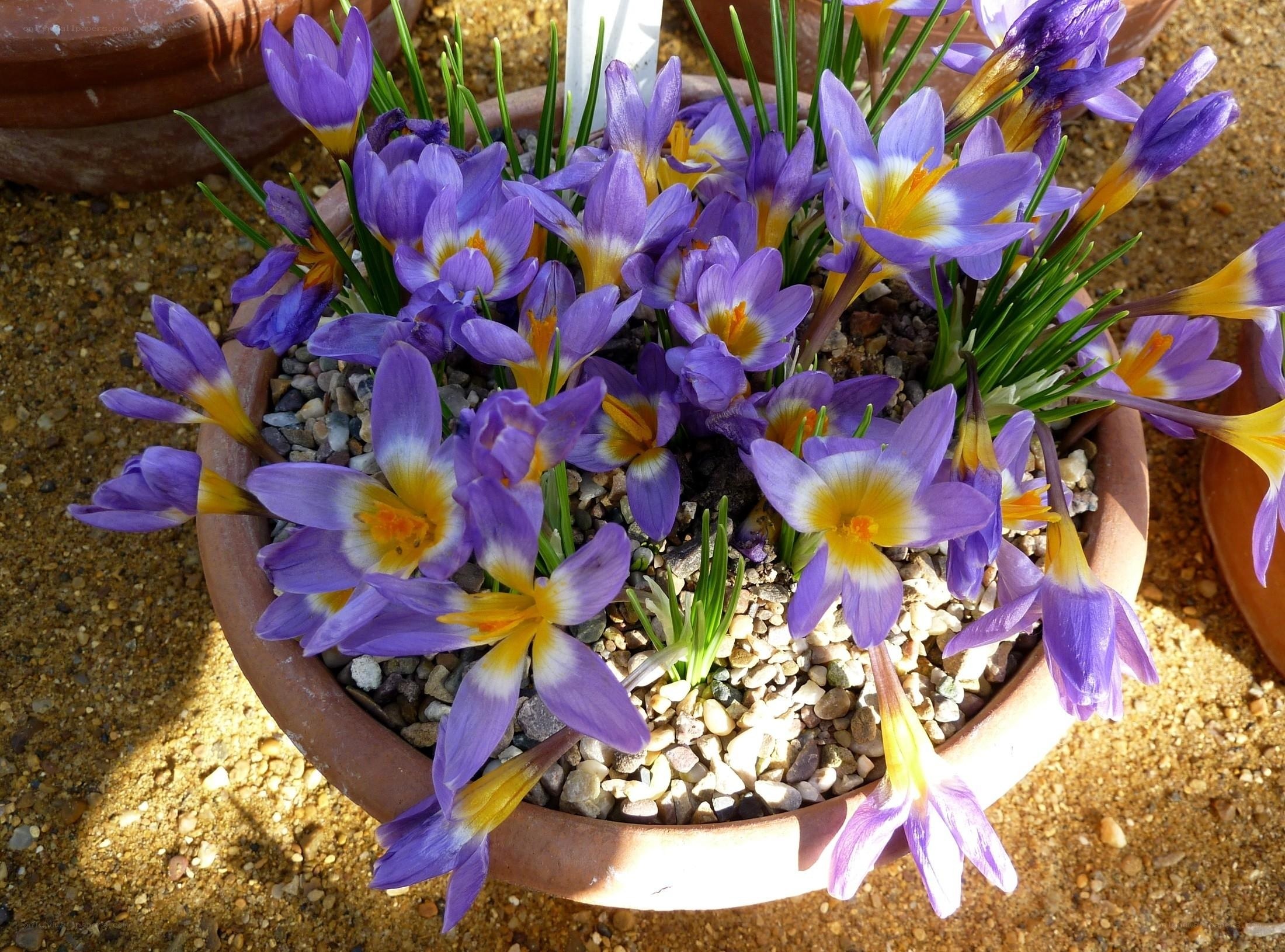 Purple crocuses in a pot