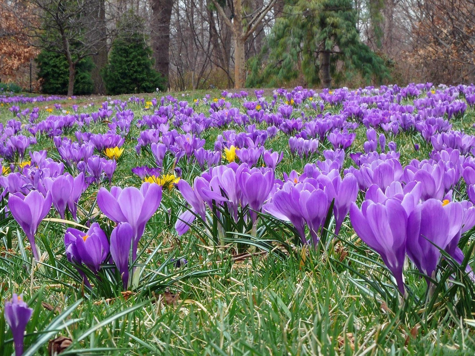 Purple crocuses in a spring field