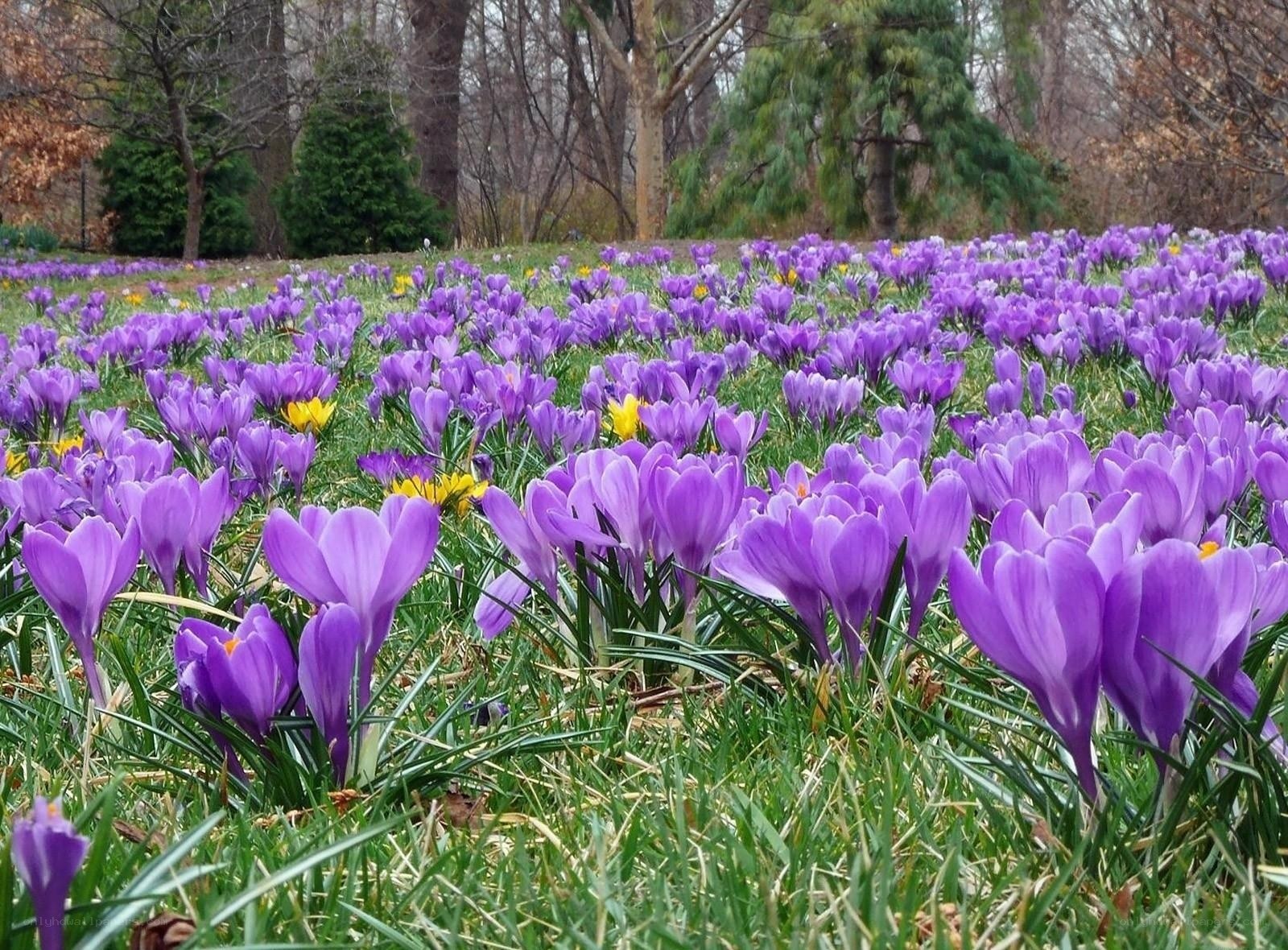 Purple crocuses in a spring field