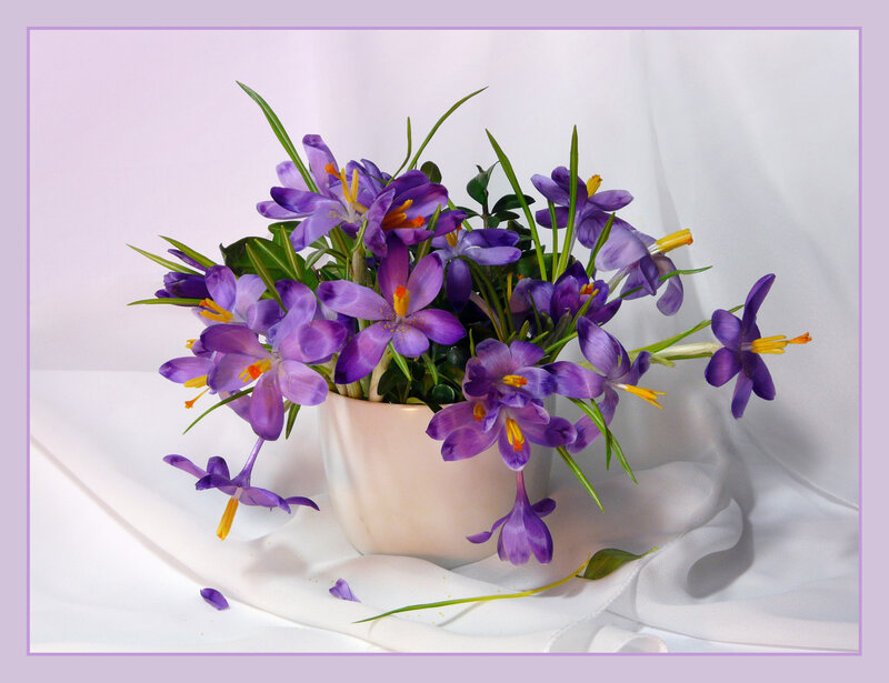 Purple crocuses in a vase
