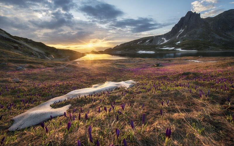 Purple Crocuses in Alpine Meadow — Serene