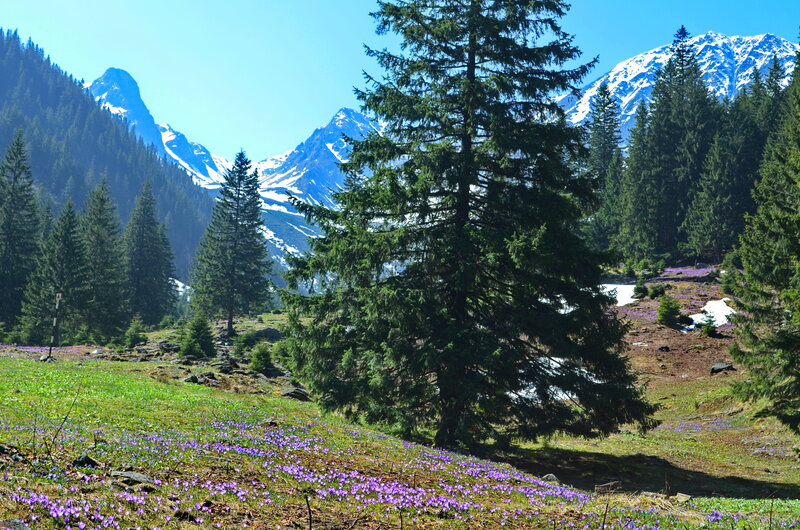 Purple Crocuses in Alpine Meadow