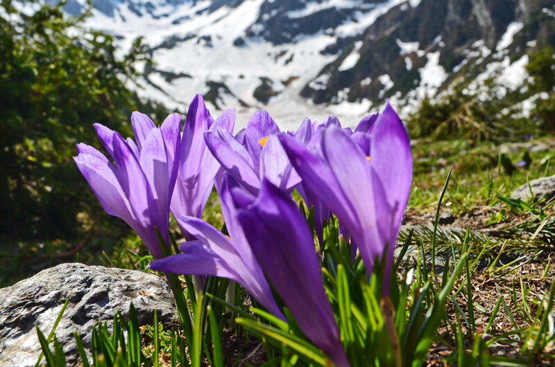 Purple Crocuses in Alpine